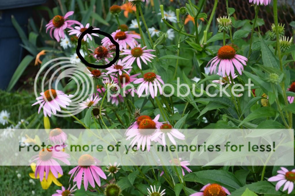  photo 1e19cd91-e1e9-48fc-96bf-9afd7b0b1c50.jpg