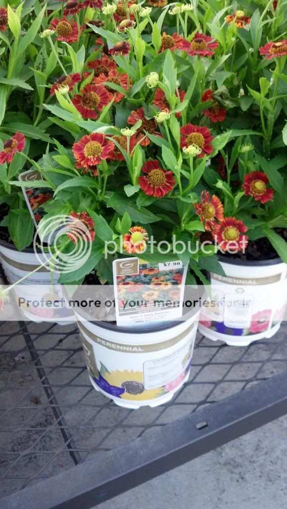  photo helenium1IMG_20130619_185206_226_edited-1.jpg