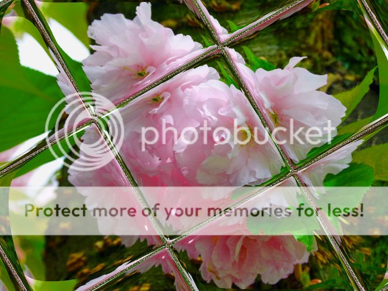 spring photo: Spring Flowers springflowers_zps4b03725c.jpg