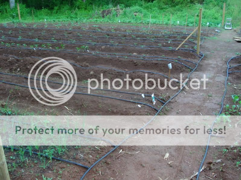 garden types - Gardening & Plant Propagation