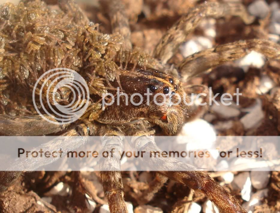 Bug pics - Homesteading Questions