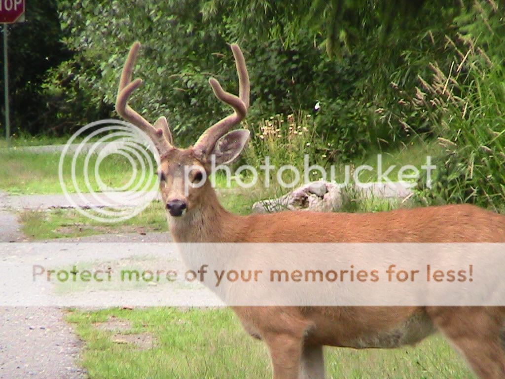 Blacktails200934.jpg