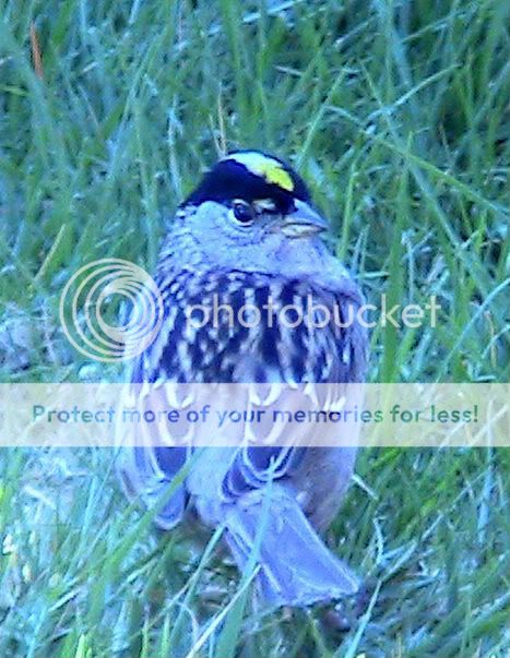 Golden-crownedSparrow12.jpg