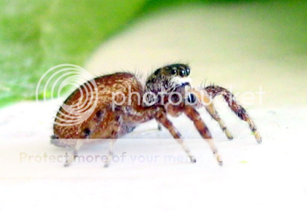 IMG_0049spider.jpg