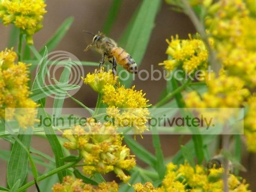 goldenrod photo: Ohio Goldenrod OhioGoldenrod008.jpg