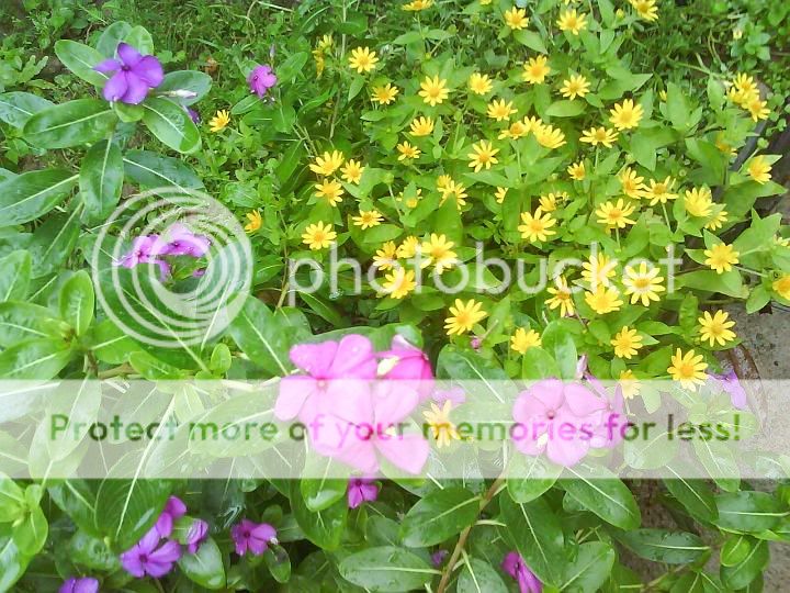 topic về những hình ảnh chụp bằng điện thoại di động - 4