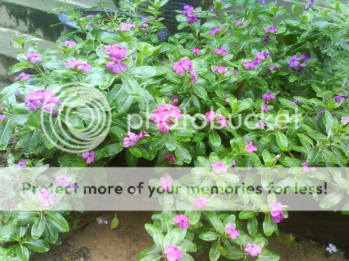 topic về những hình ảnh chụp bằng điện thoại di động - 6