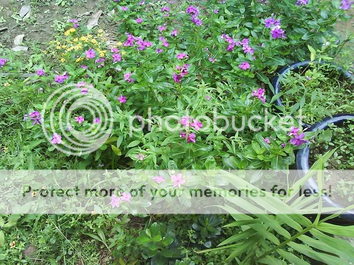 topic về những hình ảnh chụp bằng điện thoại di động - 5