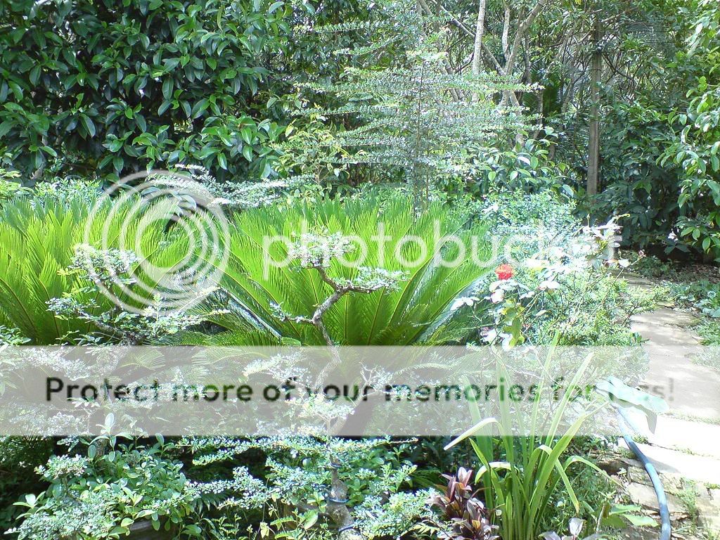 topic về những hình ảnh chụp bằng điện thoại di động - 2