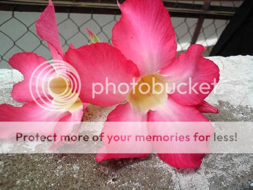 topic về những hình ảnh chụp bằng điện thoại di động - 4