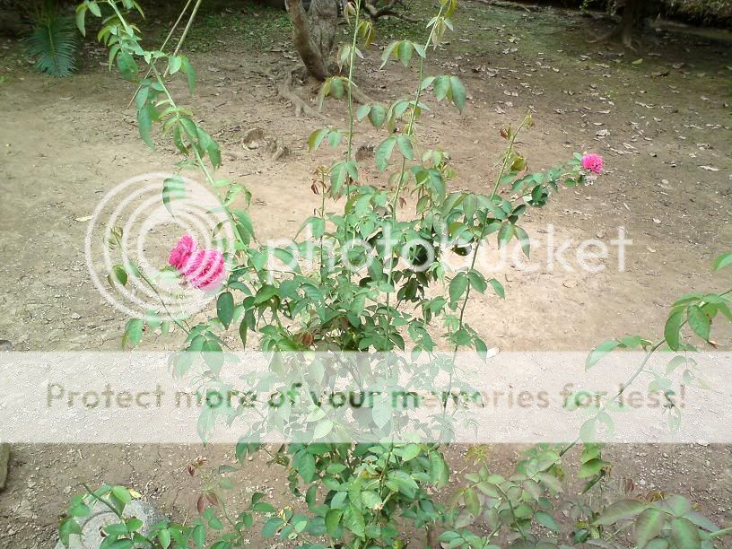 topic về những hình ảnh chụp bằng điện thoại di động - 6