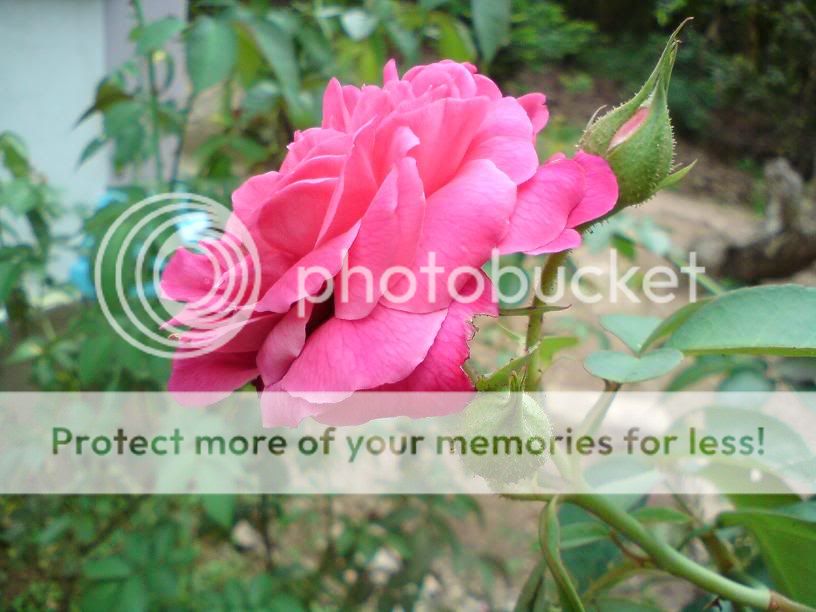 topic về những hình ảnh chụp bằng điện thoại di động - 5