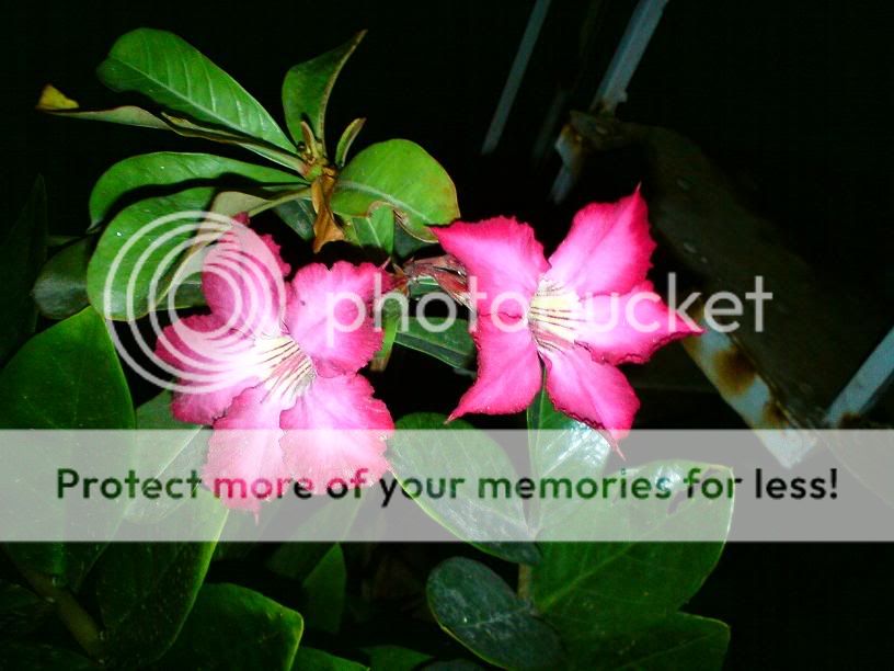 topic về những hình ảnh chụp bằng điện thoại di động - 1