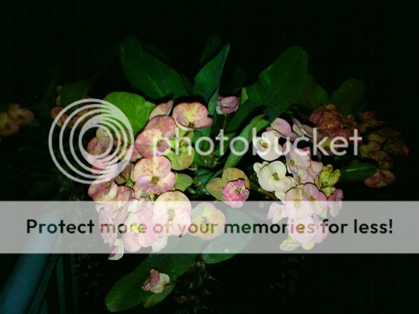 topic về những hình ảnh chụp bằng điện thoại di động - 3