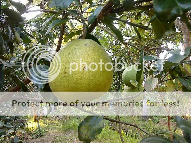 topic về những hình ảnh chụp bằng điện thoại di động