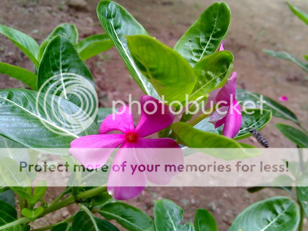 topic về những hình ảnh chụp bằng điện thoại di động - 2