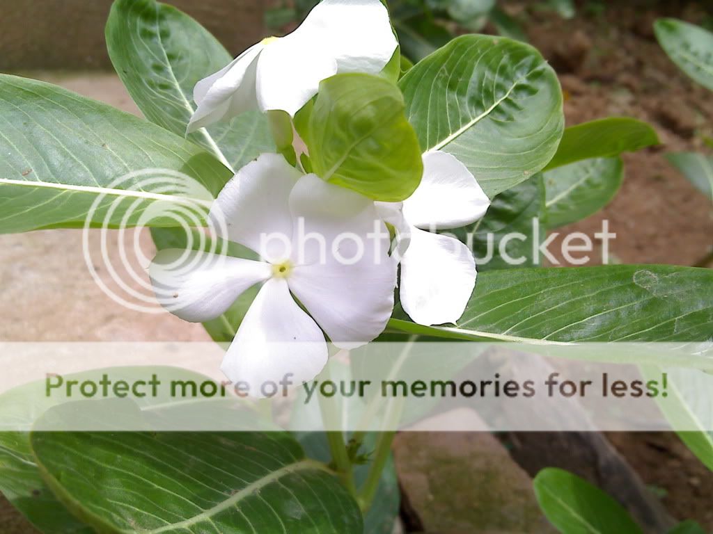 topic về những hình ảnh chụp bằng điện thoại di động