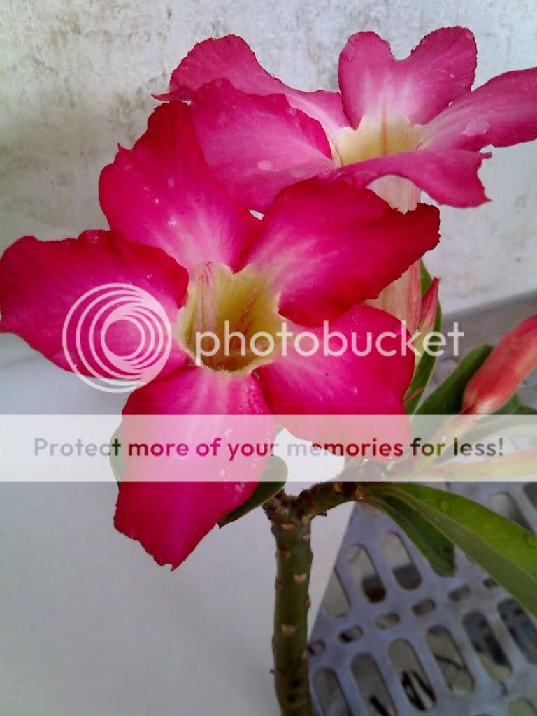 topic về những hình ảnh chụp bằng điện thoại di động - 3