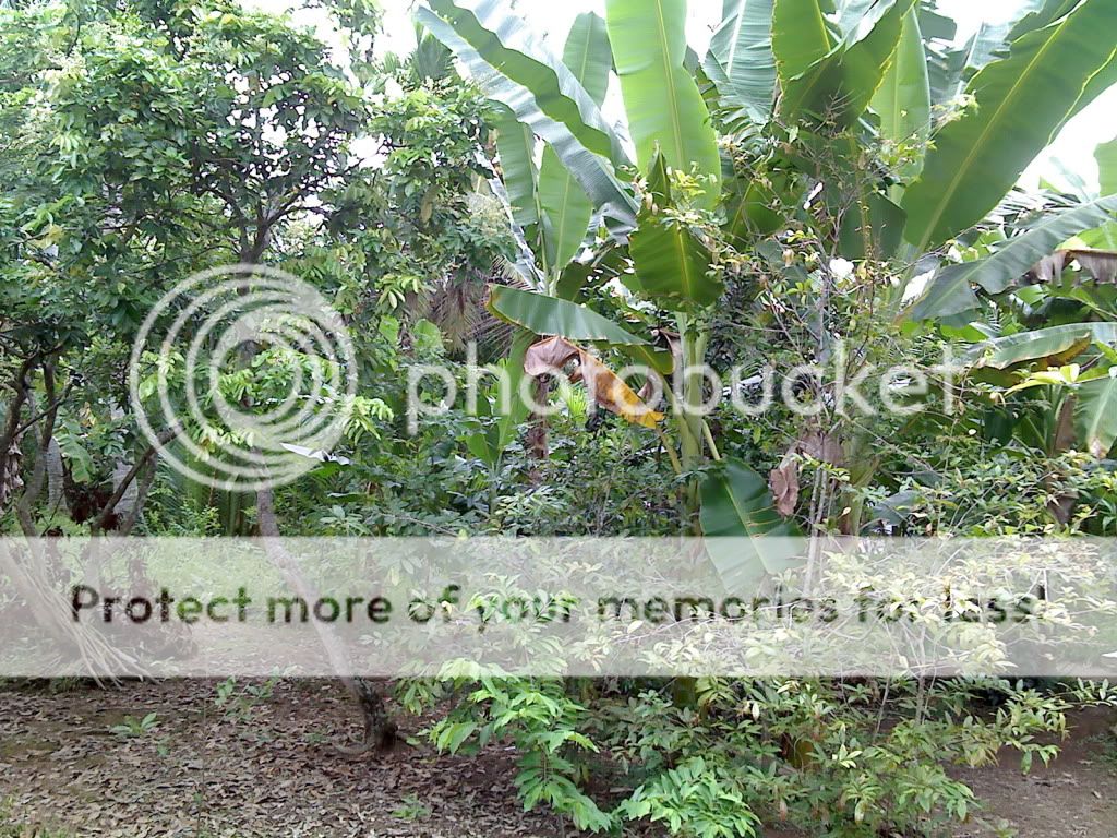 topic về những hình ảnh chụp bằng điện thoại di động - 3