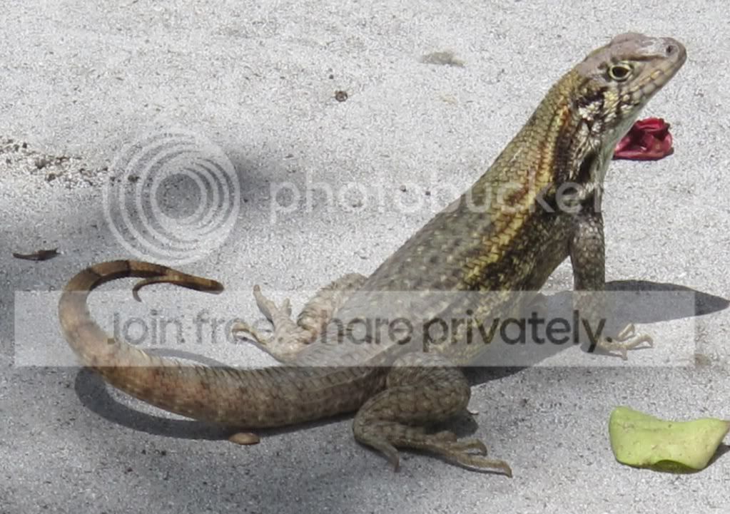 Bahamas Lizard Identification | Arachnoboards